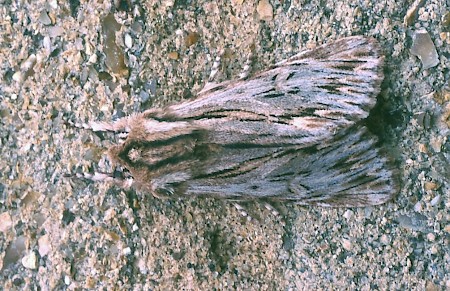 The Sprawler Asteroscopus sphinx