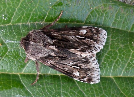 Rannoch Sprawler Brachionycha nubeculosa