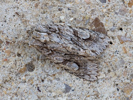 Double-spot Brocade Meganephria bimaculosa