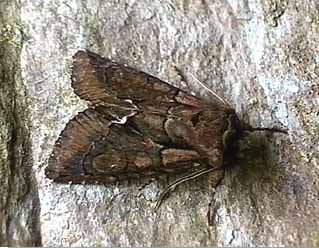 Green-brindled Crescent Allophyes oxyacanthae