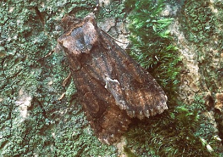 Green-brindled Crescent Allophyes oxyacanthae