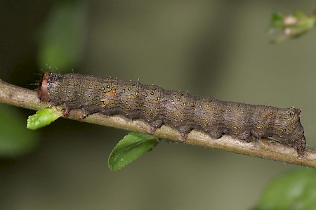 Green-brindled Crescent Allophyes oxyacanthae