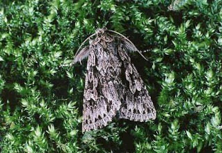 Early Grey Xylocampa areola