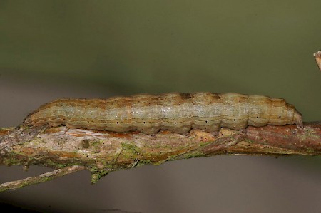 Early Grey Xylocampa areola