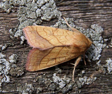 Bordered Sallow Pyrrhia umbra