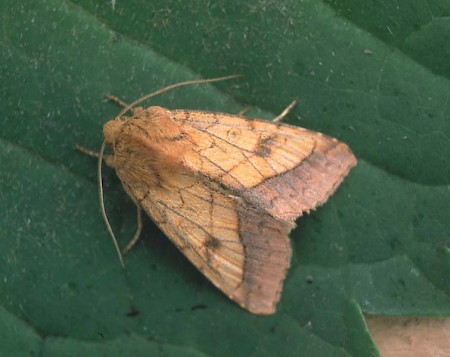 Bordered Sallow Pyrrhia umbra