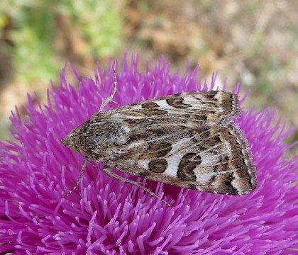 Adult • Lake Kerkini, NE Greece • © Paul Kingsnorth