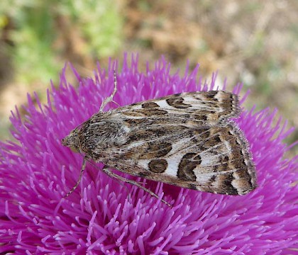 Adult &bull; Lake Kerkini, NE Greece &bull; &copy; Paul Kingsnorth