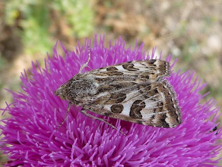 Spotted Clover Protoschinia scutosa