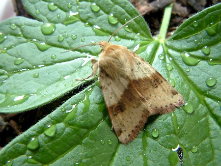 Marbled Clover Heliothis viriplaca