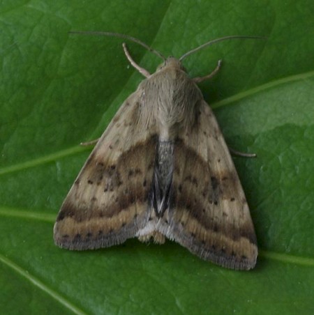 Shoulder-striped Clover Heliothis maritima