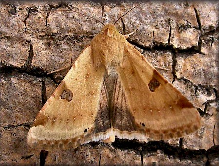 Bordered Straw Heliothis peltigera