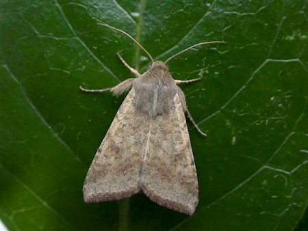 Scarce Bordered Straw Helicoverpa armigera