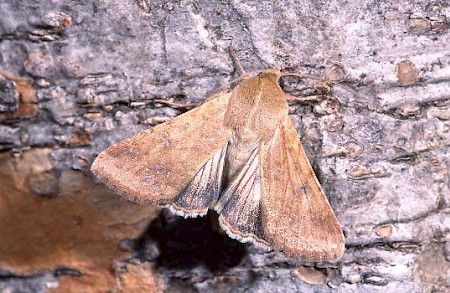 Scarce Bordered Straw Helicoverpa armigera