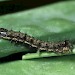 Early instar larva • © Tim Norriss