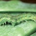 Late instar larva • © Tim Norriss