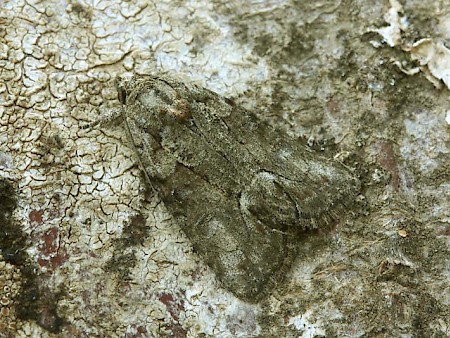 Marbled Grey Bryophila raptricula