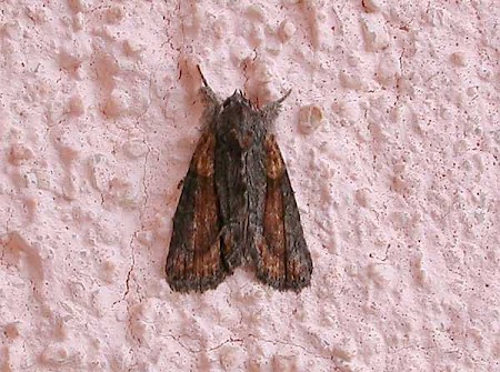 Marbled Grey Bryophila raptricula