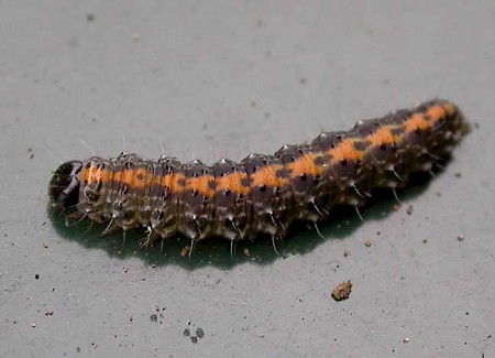 Marbled Beauty Bryophila domestica