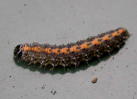 Marbled Beauty Bryophila domestica