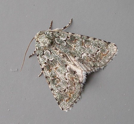 Marbled Green Nyctobrya muralis