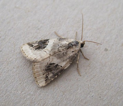 Adult &bull; nr. Callington, East Cornwall &bull; &copy; Mary Atkinson