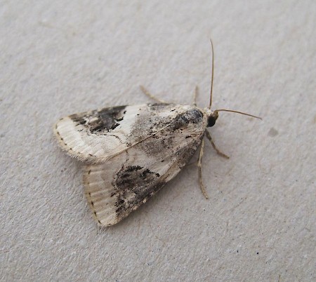 Shining Marbled Pseudeustrotia candidula