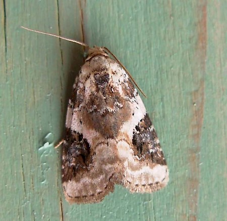 Shining Marbled Pseudeustrotia candidula