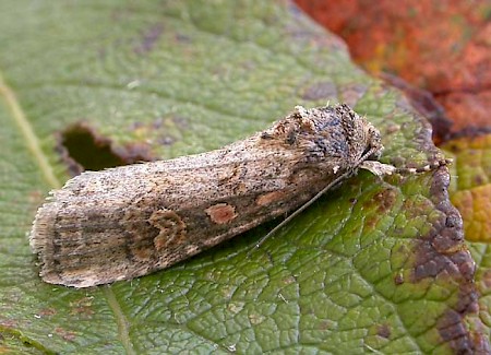 Small Mottled Willow Spodoptera exigua