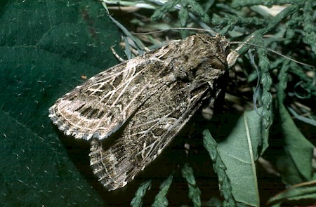 Mediterranean Brocade Spodoptera littoralis