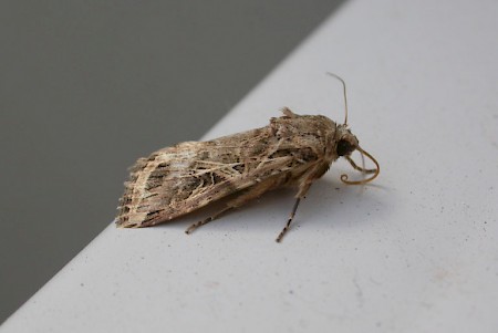 Mediterranean Brocade Spodoptera littoralis