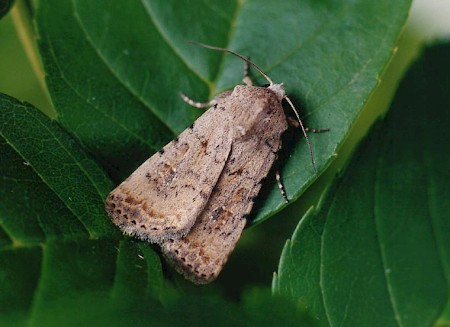 Pale Mottled Willow Caradrina clavipalpis