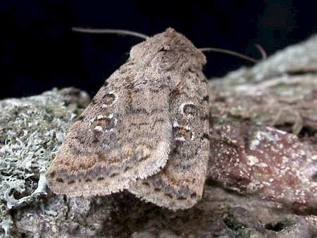 Pale Mottled Willow Caradrina clavipalpis
