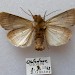 Male, underside • Gloucestershire • © Barry Goater