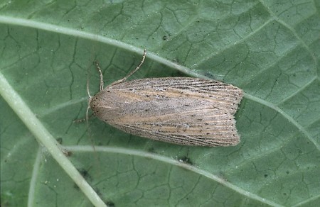 Silky Wainscot Chilodes maritima