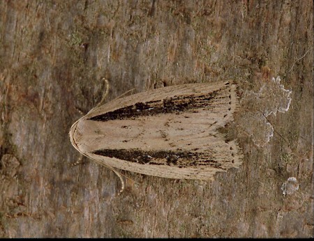 Silky Wainscot Chilodes maritima