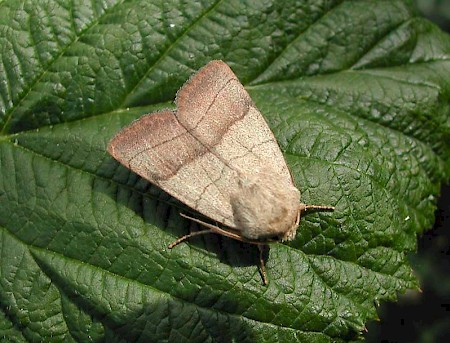 Treble Lines Charanyca trigrammica