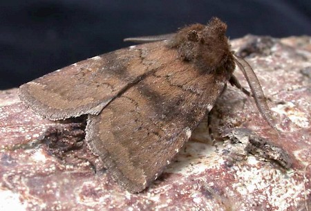 Brown Rustic Rusina ferruginea