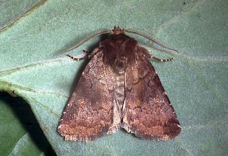 Brown Rustic Rusina ferruginea