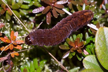 Brown Rustic Rusina ferruginea