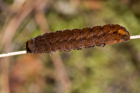 Brown Rustic Rusina ferruginea