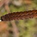 Larva • Staffordshire • © Stephen Plant