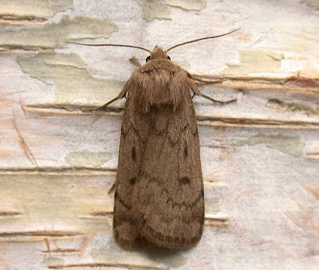 Marsh Moth Athetis pallustris