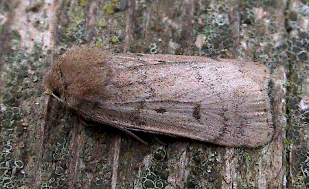 Marsh Moth Athetis pallustris