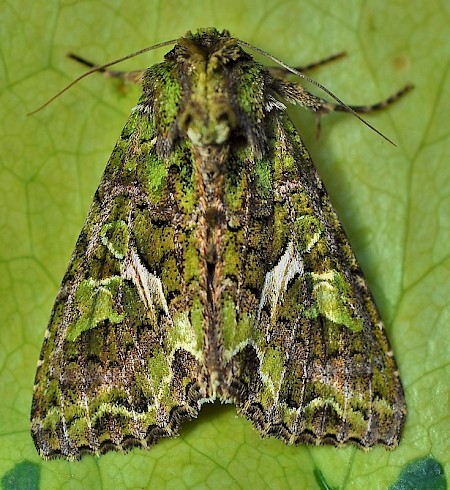 Orache Moth Trachea atriplicis