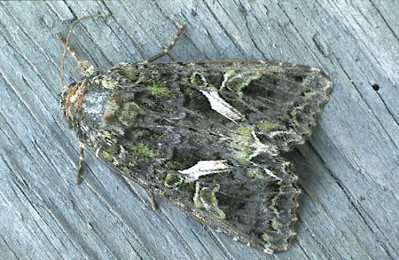 Orache Moth Trachea atriplicis