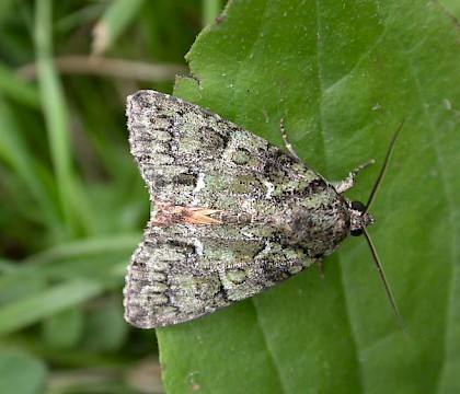 Adult • Larise, France • © Donald Hobern