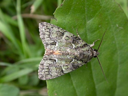 Guernsey Underwing Polyphaenis sericata