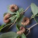 Larvae • Alderney, Channel Islands, per. D. Wedd • © Tim Peet