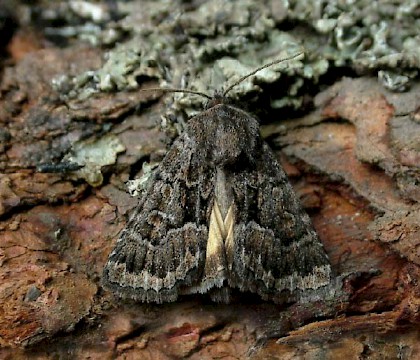 Adult • Williamhope SSSI, Selkirkshire • © Malcolm Lindsay